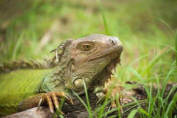 Close-up of a Green Iguana.