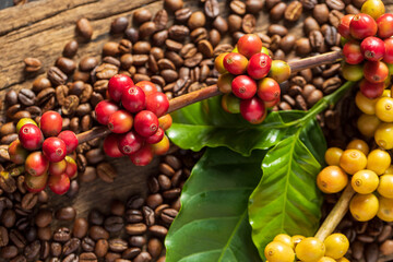 Coffee beans on coffee green leaves on wooden background, Fresh coffee beans on wooden background