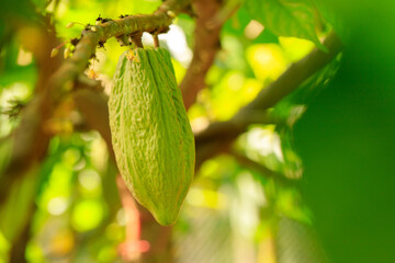 Cacao Tree (Theobroma cacao). Organic cocoa fruit pods in nature.