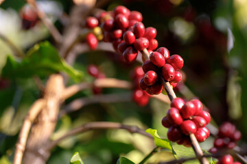 harvesting coffee berries by agriculture. Coffee beans ripening on the tree in North of Thailand