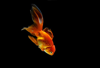 Fototapeta na wymiar goldfish isolated on a dark black background. different colorful Carassius auratus in the aquarium