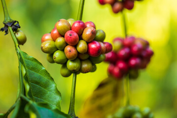 harvesting coffee berries by agriculture. Coffee beans ripening on the tree in North of Thailand