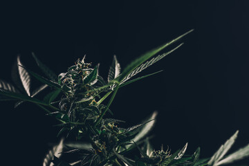 marijuana leaves cannabis plants a beautiful background.