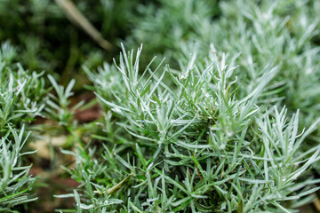 Fresh Rosemary Herb grow outdoor. Rosemary leaves Close-up.
