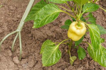 Bell pepper growing on bush in the garden. Bulgarian or sweet pepper.