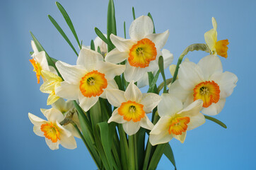 Bouquet of white daffodils on a blue background.