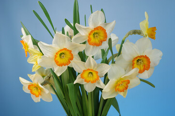 Obraz premium Bouquet of white daffodils on a blue background.