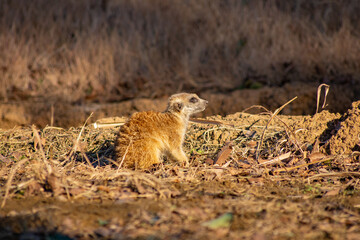 Fototapeta premium ミーアキャット Suricata suricatta