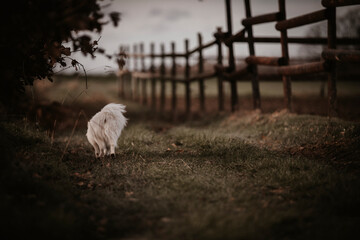 Hund 