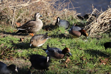 冬の河川敷で休憩するヒドリガモ、カルガモとオオバンの群れ