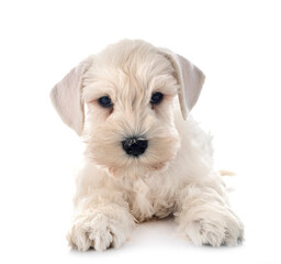white miniature schnauzer in studio