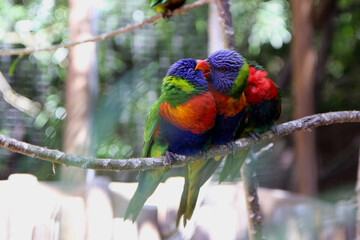 Colorful parrots