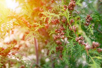mature cones oriental arborvitae and foliage thuja. close up of bright green texture of thuja...
