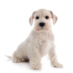 white miniature schnauzer in studio