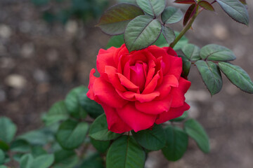 Rose in garden on blur.