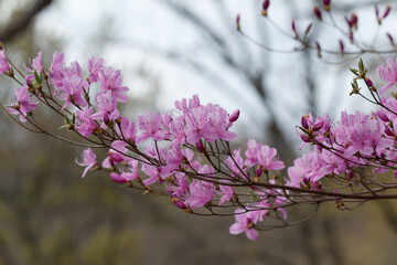 コバノミツバツツジ