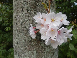 [Japan]Close-up of cherry blossoms in full bloom on the trunk (Horyuji-Temple, Nara)
