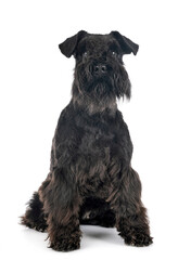 miniature schnauzer in studio