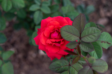 Rose in garden on blur.