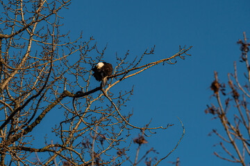 one bald eagle resting on top of leafless tree cleaning its feather with its beak under clear blue sky on a sunny day