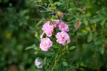 Fototapeta na wymiar Rose in garden on blur.