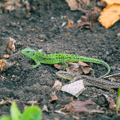 Small green lizard on the ground