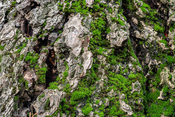 rough and cracked tree trunk surface covered by green mosses