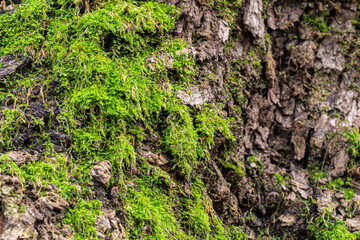 rough and cracked tree trunk surface covered by green mosses