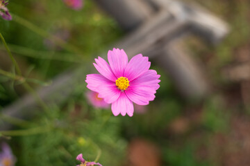 starburst flower in  nature.