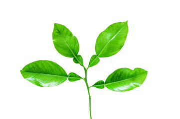 Fototapeta na wymiar Fresh lime leaves on branch isolated white background