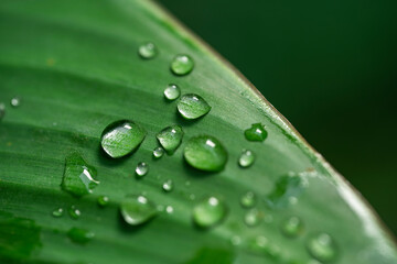 water drop on the green leaf - dew