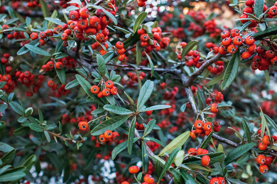 Ornamental thorny evergreen Pirakantha shrub (Latin Pyracantha) with red berries and green leaves on a sunny day.