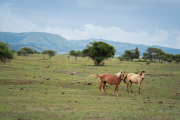 Fototapeta na wymiar horse run in the field with mountain as background