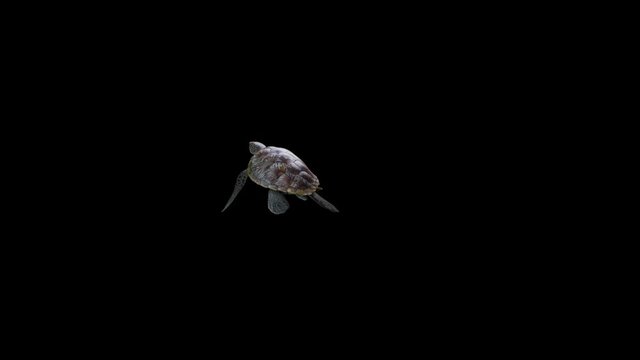 An endangered green sea turtle (Chelonia mydas) swimming on the seabed, 3D rendered animation in slow motion with Alpha