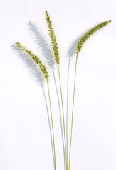 Fototapeta premium Ear of green foxtail grass, green bristlegrass, or wild foxtail millet isolated on white background. Setaria viridis