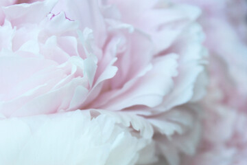 pastel pink and white peony flowers close up