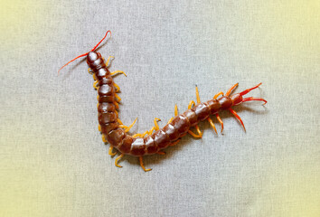 Centipede is a poisonous creature, it has a lot of legs,  fair light.