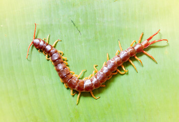 The big centipede had many legs and it was a poisonous creature.It was on banana leaf.