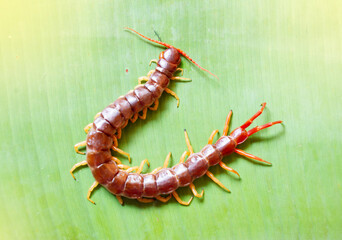 The big centipede had many legs and it was a poisonous creature.It was on banana leaf.
