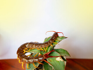 Centipede is a poisonous creature, it has a lot of legs, it sits on a small tree in a pot, has a fair light.