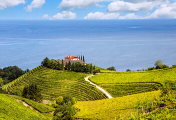 Obraz premium Vineyards near the sea