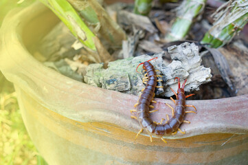 The big centipede had many legs and it was a poisonous creature.