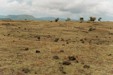 Fototapeta na wymiar savana field at summer