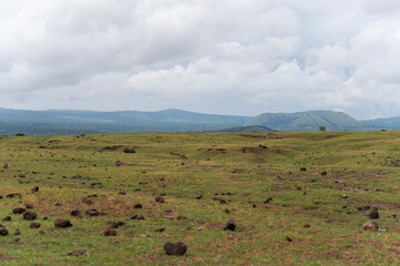 savana field with mountain as background