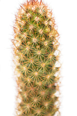 close up of small cactus houseplant in pot