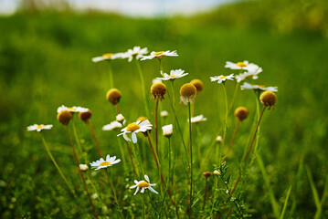 Chamomiles flowers closeup. Blossom field in summer day