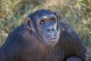 African chimpanzees sit on the grass. Its face is like a coffee-colored eyeball. Large numbers of animals migrate to the Masai Mara National Wildlife Refuge in Kenya, Africa. 2016.