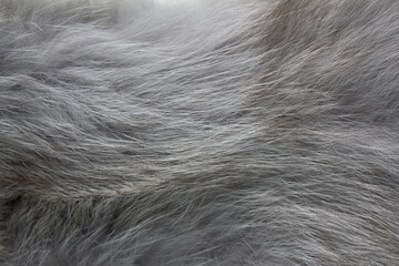 Texture grey fox fur, high pile. Background