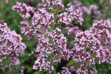 Obraz premium pink flowers oregano with green leaves large