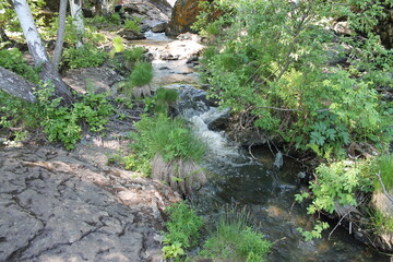 stream in the forest
